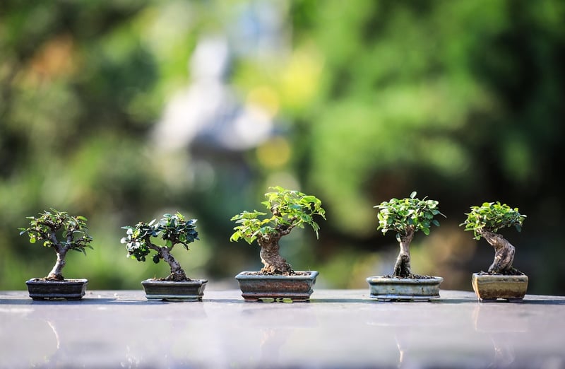 Indoor Plant Kits